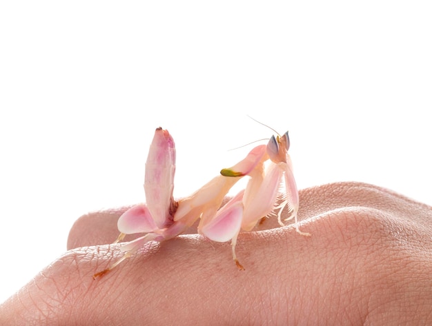 Hymenopus coronatus in studio