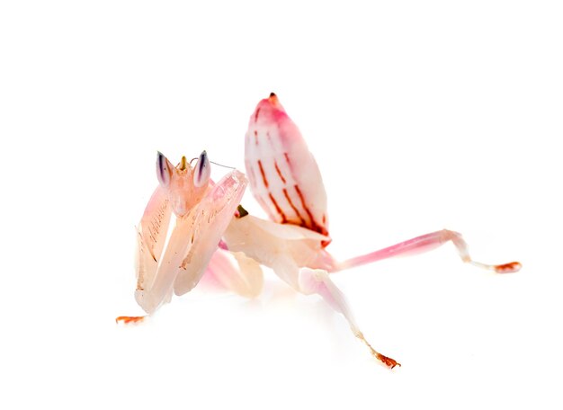 Hymenopus coronatus in studio