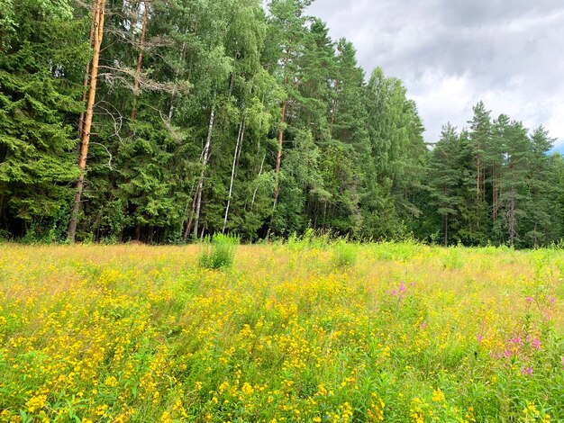 Hypericum perforatum cresce sul campo, piante medicinali.