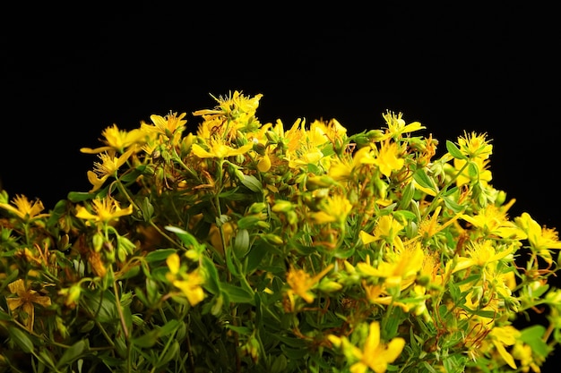 Hypericum perforatum fiori gialli