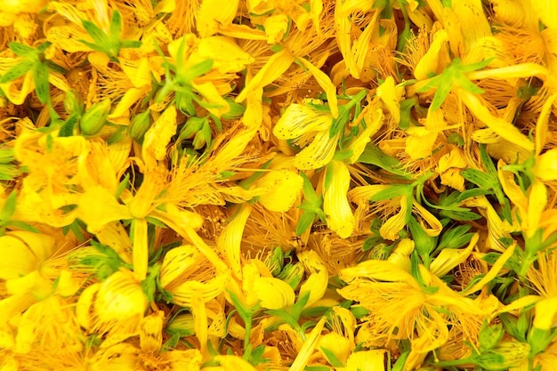 Hypericum perforatum o erba di San Giovanni boccioli di fiori gialli Medicina alternativa terapia a base di erbe