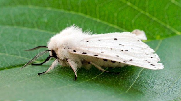 Hyphantria cunea è una farfalla bianca americana. Un pericoloso parassita onnivoro delle colture agricole e frutticole. Farfalla bianca americana su una foglia verde. Hyphantria cunea.