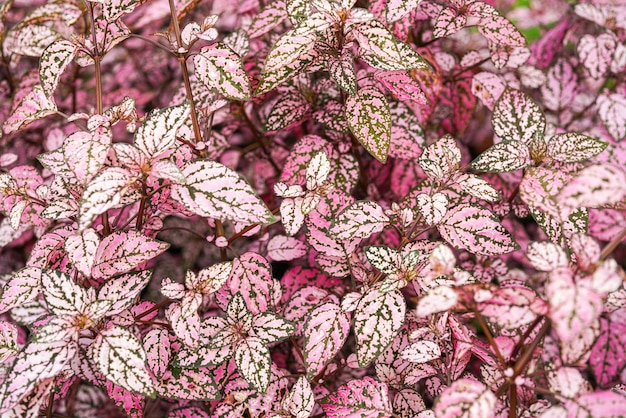 Hypoestes phyllostachya, la pianta a pois