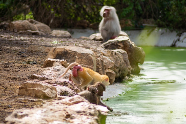 I babbuini nello zoo e la loro routine quotidiana