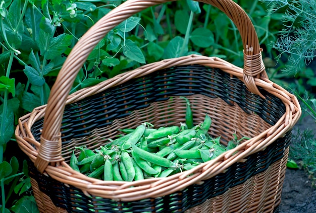 I baccelli crudi di piselli zuccherini verdi in ceste vengono raccolti nel giardino