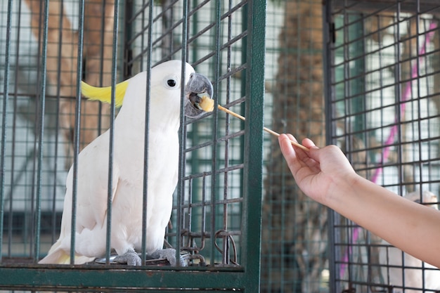 I bambini danno cibo uccello cacatua in uno zoo gabbia