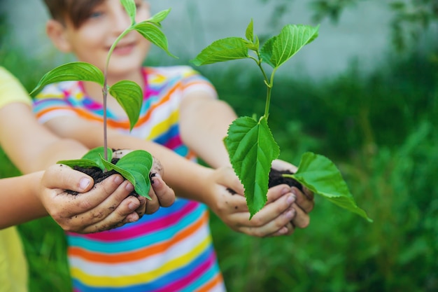 I bambini guardano gli alberi delle piante, tengono nelle loro mani. Messa a fuoco selettiva.