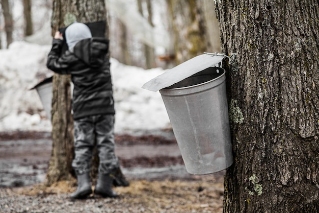 I bambini guardano nei secchi di Maple Sap