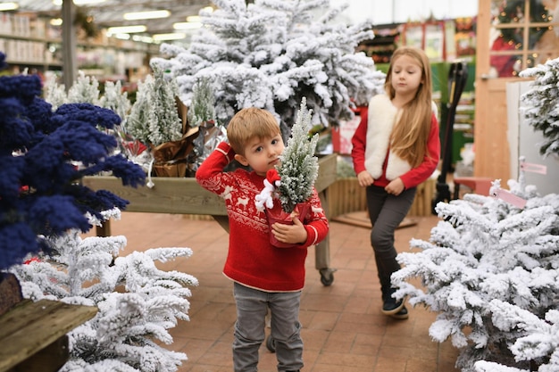 I bambini scelgono un albero di Natale in un negozio