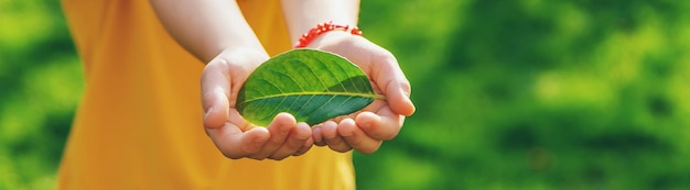 I bambini si prendono cura dell'albero della natura nelle loro mani Messa a fuoco selettiva