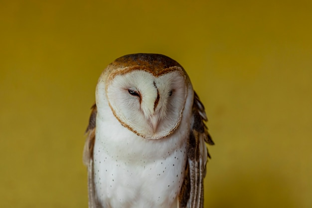 I barbagianni (famiglia Tytonidae) sono una delle due famiglie di gufi, l'altra sono i gufi veri o tipici gufi, Strigidae..