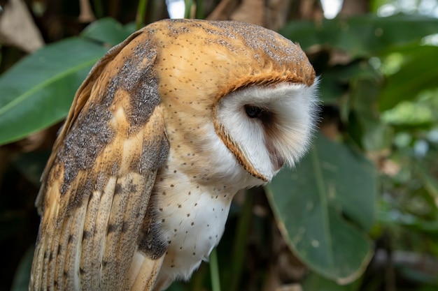 I barbagianni (famiglia Tytonidae) sono una delle due famiglie di gufi, l'altra sono i veri gufi o tipici gufi, Strigidae.