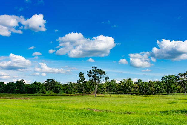 I bei campi e alberi di risaia verdi