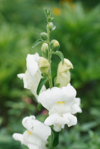 I bei fiori bianchi di Snapdragon in primo piano si sviluppano nel giardino di estate. Messa a fuoco selettiva