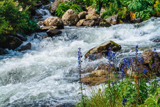 I bei fiori blu si avvicinano all'insenatura della montagna