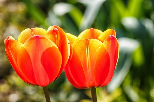 I bei fiori del tulipano di rosa con verde hanno offuscato il fondo.