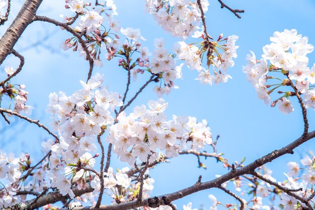 I bei fiori di ciliegio yoshino sakura fioriscono in primavera.