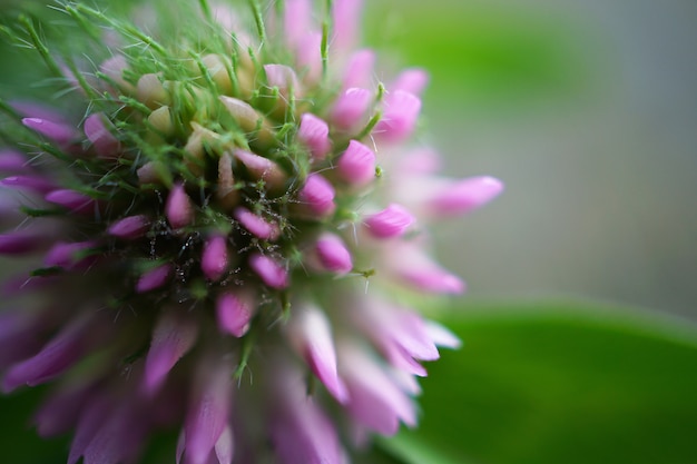 i bei fiori rosa nel giardino nella natura