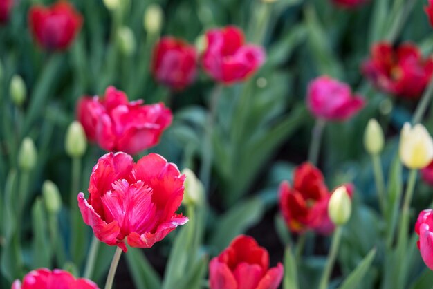 I bei fiori sboccianti del primo piano dei tulipani rossi