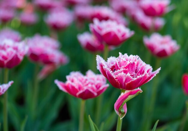 I bei fiori sboccianti del primo piano dei tulipani rossi