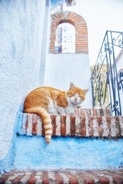 I bei gatti randagi dormono a piedi nelle strade del Marocco