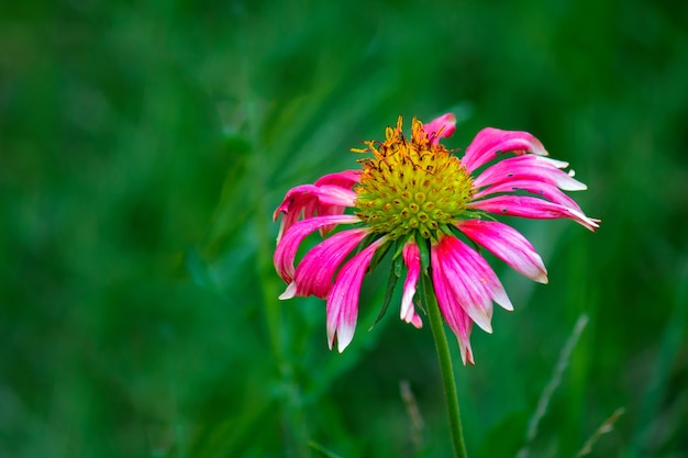 I bei girasoli che sbocciano così brillantemente nel giardino con un bello fondo molle