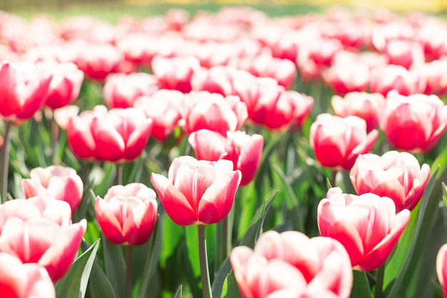 I bei tulipani della molla fiorisce in parco nel giorno soleggiato