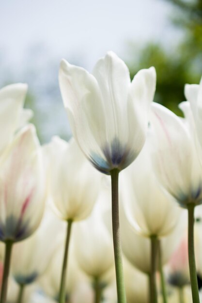 I bei tulipani fioriscono nel campo del tulipano in primavera