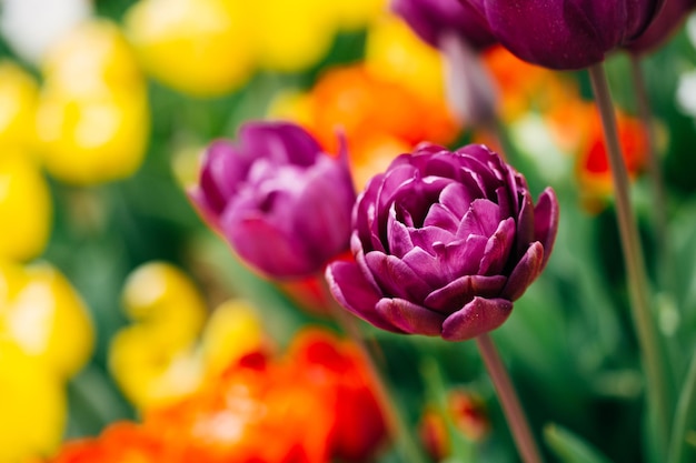 I bei tulipani fioriscono nel campo del tulipano in primavera