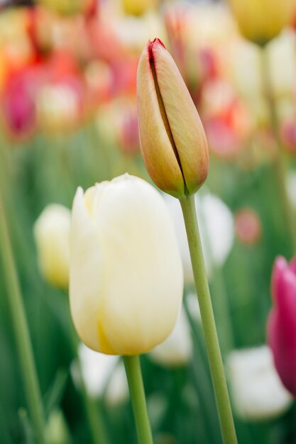 I bei tulipani fioriscono nel campo del tulipano in primavera