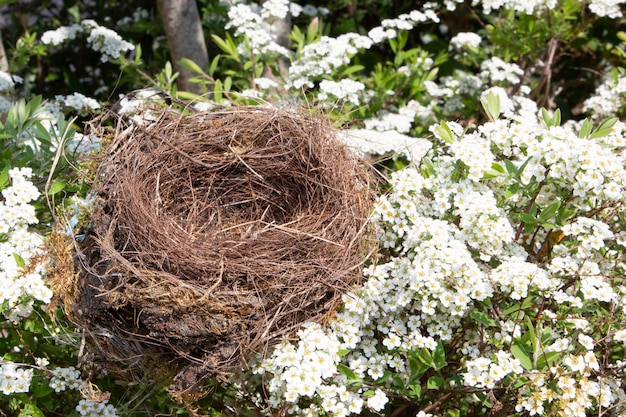 I bei uccelli vuoti naturali annidano nel ciliegio dei fiori