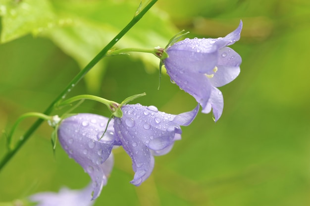 I bellflowers con gocce di pioggia