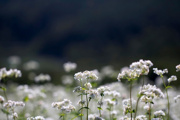 I bellissimi fiori di grano saraceno nel campo