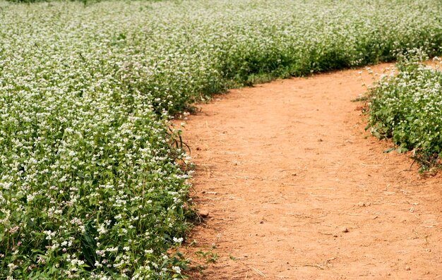 I bellissimi fiori di grano saraceno nel campo