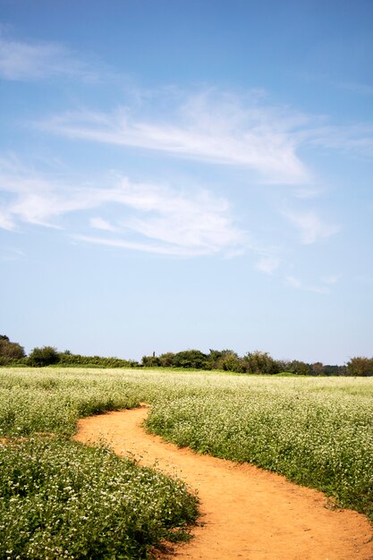 I bellissimi fiori di grano saraceno nel campo