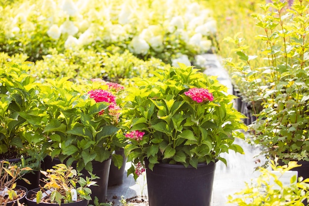 I bellissimi fiori di ortensia piantati in vaso Molti fiori di ortensia disposti per la vendita nel greenshop