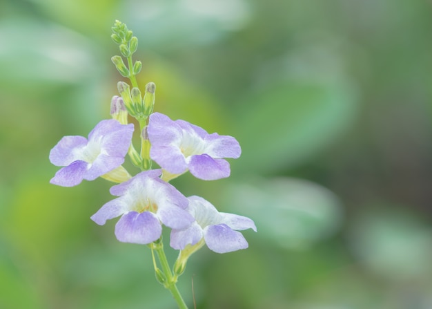 I bellissimi fiori viola