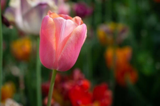 I bellissimi tulipani colorati in fiore fioriscono in primavera