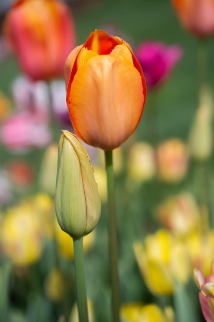 I bellissimi tulipani colorati in fiore fioriscono in primavera