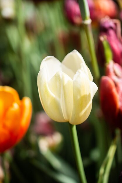 I bellissimi tulipani colorati in fiore fioriscono in primavera