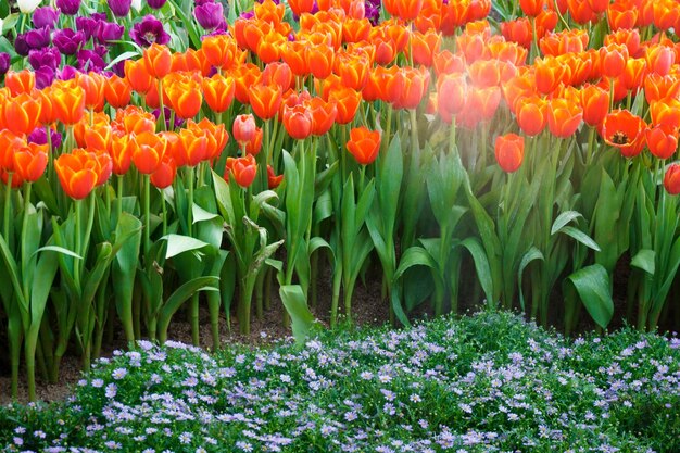 I bellissimi tulipani in fiore in gardentulips fioriscono da vicino sotto l'illuminazione naturale all'aperto