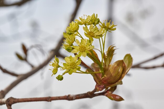 I boccioli dei fiori dell'acero agrifoglio fioriscono lat Acer platanoides