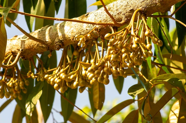 I boccioli dei fiori di durian Durio zibethinus re dei frutti che fioriscono dal ramo dell'albero