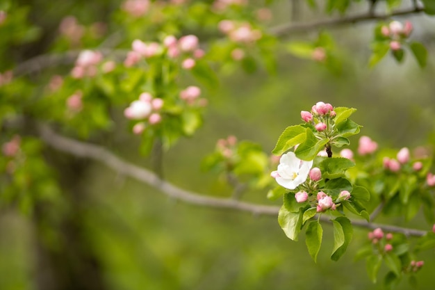 I boccioli dei fiori di melo iniziano a sbocciare, fiori rosa bianchi appaiono sul verde