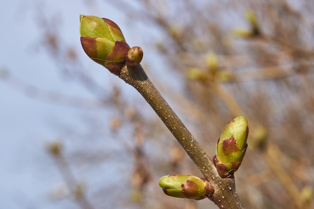 I boccioli delle foglie dei lillà sbocciano e le giovani foglie appaiono in primavera