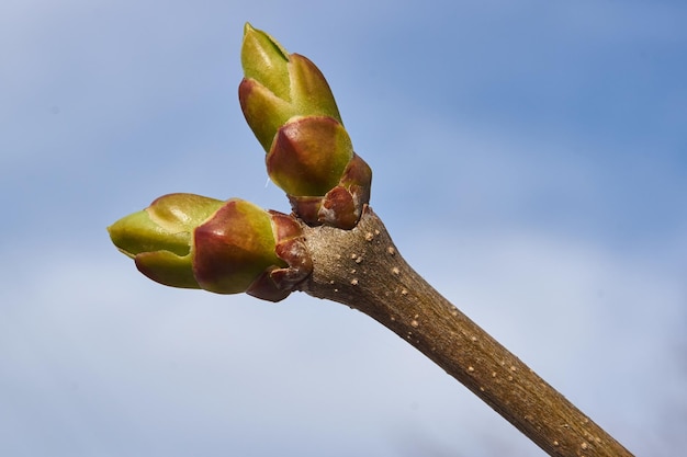 I boccioli delle foglie dei lillà sbocciano e le giovani foglie appaiono in primavera