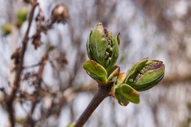 I boccioli di fiori dei lillà lat Syringa vulgaris stanno sbocciando e appariranno le infiorescenze