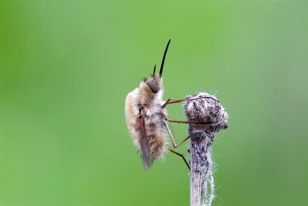 I Bombyliidae sono una famiglia di mosche Il loro nome comune sono ape mosche o umili mosche