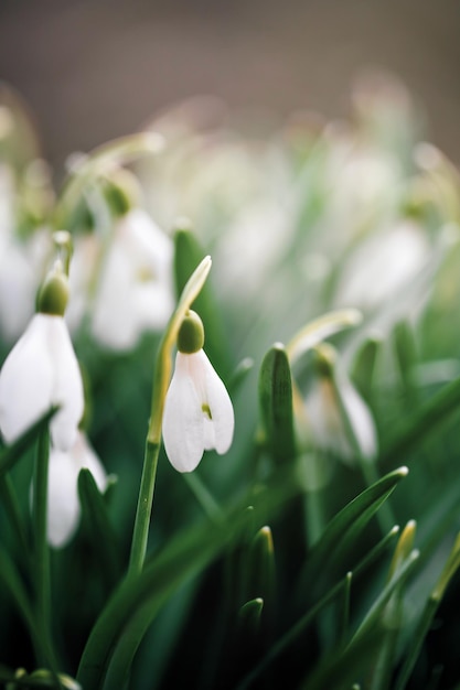 I bucaneve bianchi fioriscono in giardino o nella foresta I bucaneve primaverili fiorisconoxA