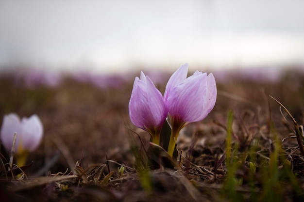 I bucaneve di montagna crescevano in primavera